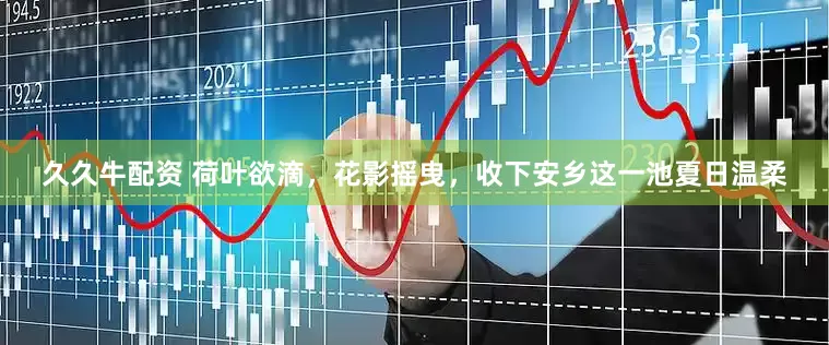 久久牛配资 荷叶欲滴，花影摇曳，收下安乡这一池夏日温柔